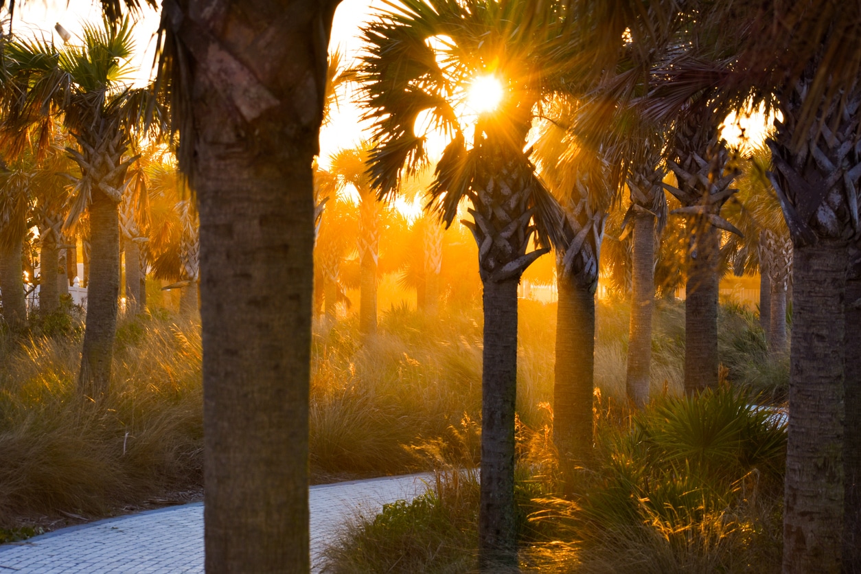 Photo of sun shining through palm trees with a park path in the middle of the palm trees.